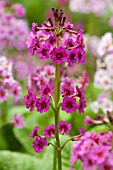 PRIMULA BULLESIANA