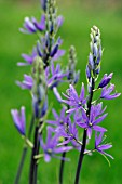 CAMASSIA LEICHTLINII SUBSP. SUKSDORFII