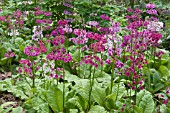 PRIMULA BULLESIANA