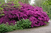 RHODODENDRON AMOENUM WITH PAEONIA EMODI AT RHS GARDEN WISLEY