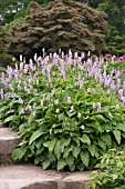 PERSICARIA BISTORTA SUPERBA GROWING IN THE ROCK GARDEN RHS WISLEY