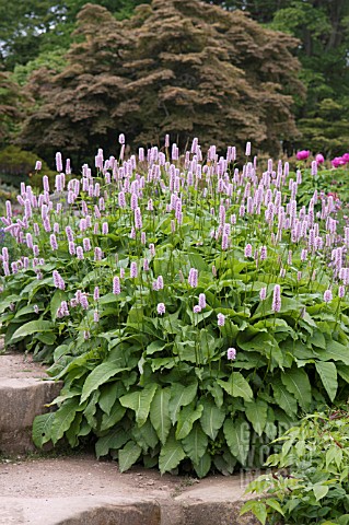 PERSICARIA_BISTORTA_SUPERBA_GROWING_IN_THE_ROCK_GARDEN_RHS_WISLEY