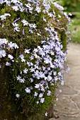 PHLOX SUBULATA OAKINGTON BLUE EYES