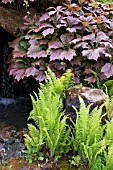 RODGERSIA PODOPHYLLA AND MATTEUCCIA STRUTHIOPTERIS