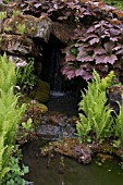 RODGERSIA PODOPHYLLA AND MATTEUCCIA STRUTHIOPTERIS