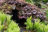 RODGERSIA PODOPHYLLA AND MATTEUCCIA STRUTHIOPTERIS ROCK GARDEN RHS GARDEN WISLEY