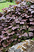 RODGERSIA PODOPHYLLA