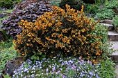 BERBERIS X STENOPHYLLA CORALLINA COMPACTA WITH RODGERSIA PODOPHYLLA AND PHLOX OAKINGTON BLUE EYES AND GERANIUM ROCK GARDEN RHS WISLEY