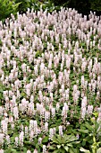 TIARELLA WHERRYI