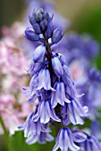 HYACINTHOIDES HISPANICA EXCELSIOR,  SPANISH BLUEBELL