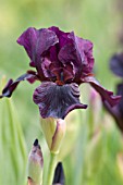 IRIS LANGPORT WREN