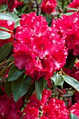 RHODODENDRON MARKEETAS PRIZE