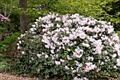 RHODODENDRON BOW BELLS AT RHS GARDEN WISLEY