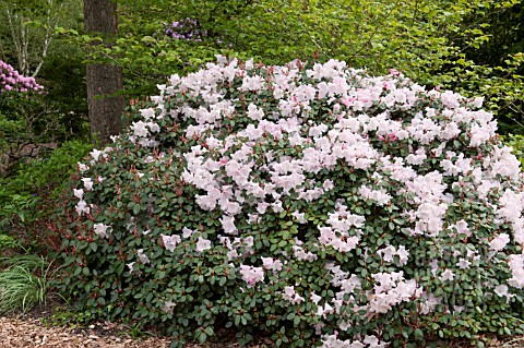 RHODODENDRON_BOW_BELLS_AT_RHS_GARDEN_WISLEY