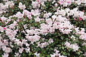 RHODODENDRON BOW BELLS