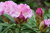 RHODODENDRON MORNING CLOUD