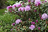 RHODODENDRON CAROLINE ALLBROOK AT RHS GARDEN WISLEY