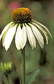 ECHINACEA WHITE SWAN CLOSE UP OF FLOWER HEAD.