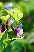 SYMPHYTUM GOLDSMITH,  COMFREY