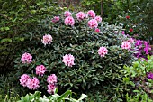 RHODODENDRON HYDON DAWN