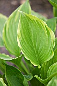 HOSTA VENTRICOSA AUREOMACULATA