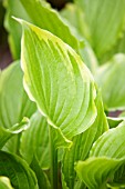 HOSTA VENTRICOSA AUREOMACULATA