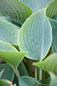 HOSTA WHITE TRIUMPHATOR