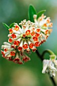 EDGEWORTHIA CHRYSANTHA RED DRAGON