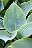 HOSTA WHITE TRIUMPHATOR