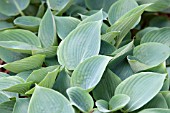 HOSTA WHITE TRIUMPHATOR