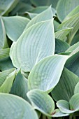 HOSTA WHITE TRIUMPHATOR