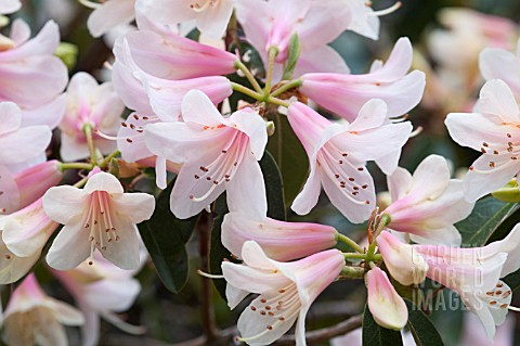 RHODODENDRON_PINK_GIN