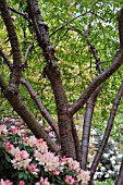 PRUNUS RUFA GROWING AT RHS GARDEN WISLEY