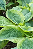 HOSTA TOKUDAMA F AUREONEBULOSA