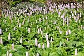 PERSICARIA BISTORTA SUPERBA