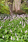 PERSICARIA BISTORTA SUPERBA