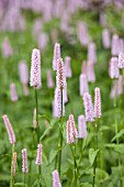 PERSICARIA BISTORTA SUPERBA