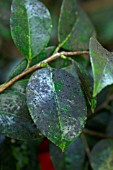SOOTY MOULD ON CAMELLIA LEAVES