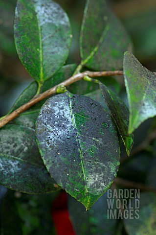 SOOTY_MOULD_ON_CAMELLIA_LEAVES