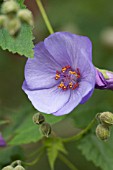 ABUTILON X SUNTENSE GEOFFREY GORER