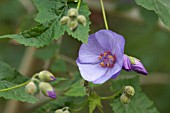 ABUTILON X SUNTENSE GEOFFREY GORER