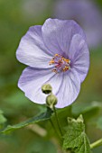 ABUTILON X SUNTENSE GEOFFREY GORER