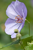 ABUTILON X SUNTENSE GEOFFREY GORER