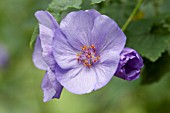 ABUTILON X SUNTENSE GEOFFREY GORER