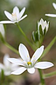 ORNITHOGALUM UMBELLATUM