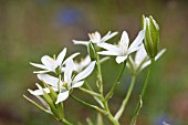 ORNITHOGALUM UMBELLATUM