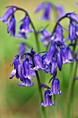 HYACINTHOIDES NON SCRIPTA,  ENGLISH BLUEBELLS