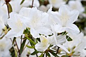 RHODODENDRON SILVER FOUNTAIN