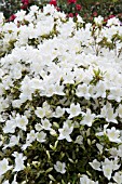 RHODODENDRON SILVER FOUNTAIN