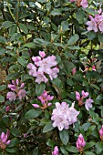 RHODODENDRON MRS CHARLES E PEARSON